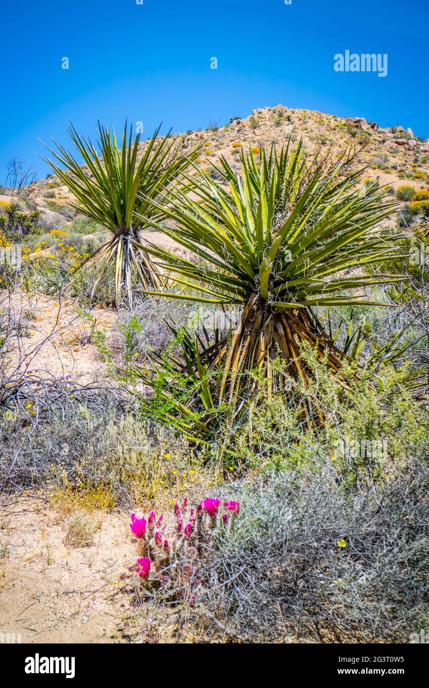 A Mojave Yucca plant in Joshua National Park, California Stock Photo