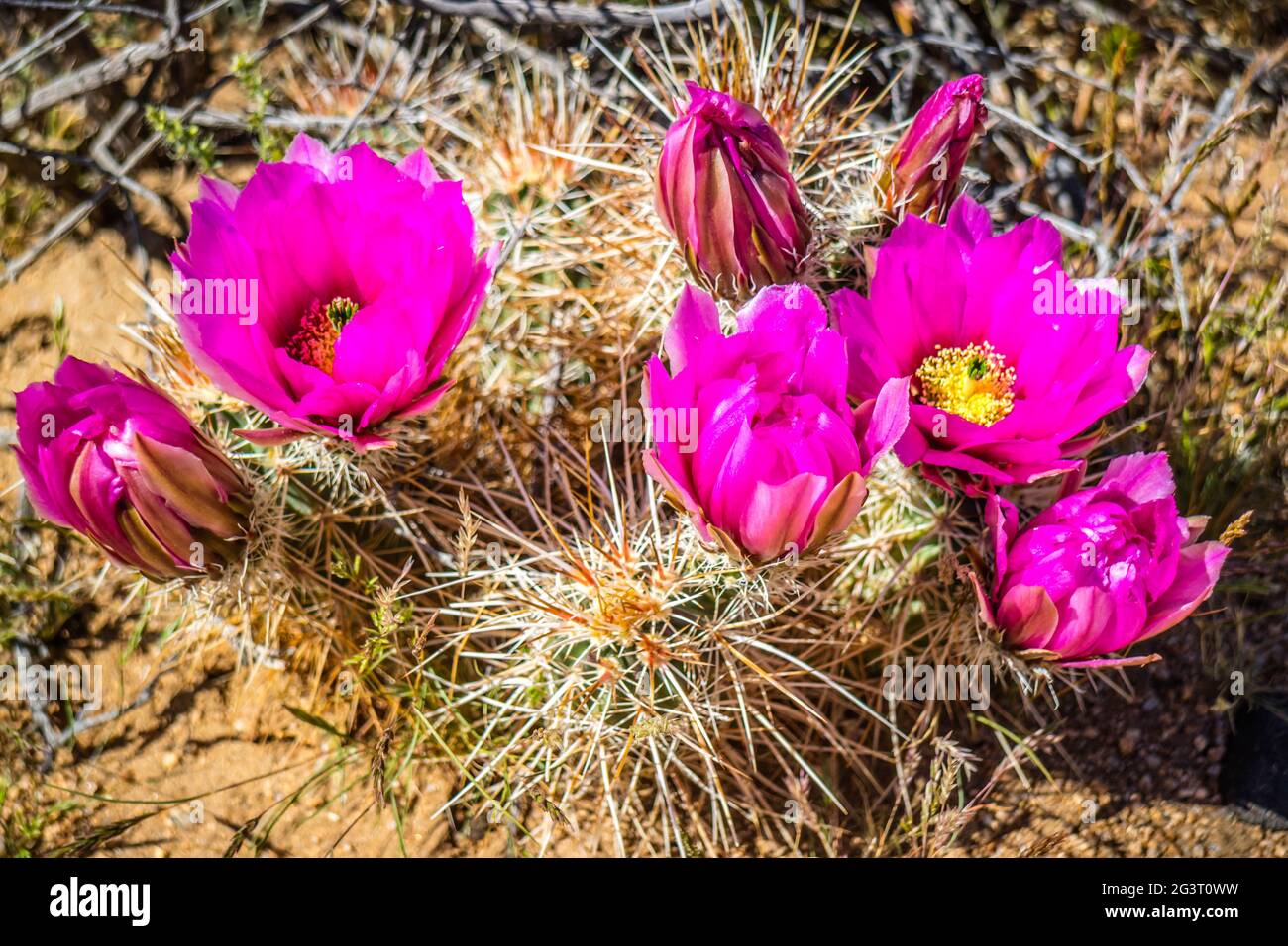A pink flowering cactus plants in Joshua National Park, California Stock Photo