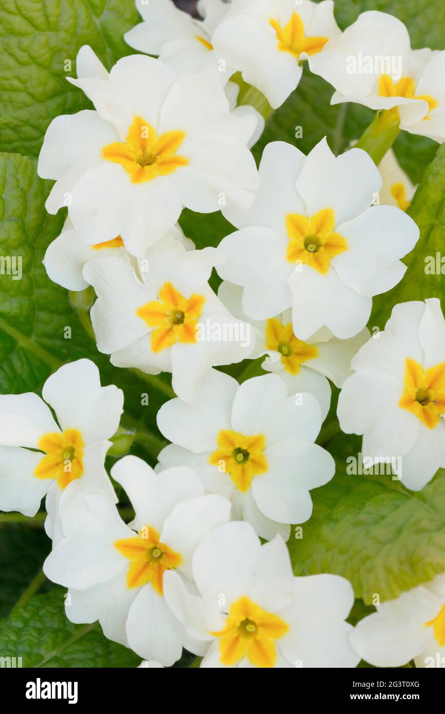 true English primrose (Primula acaulis, Primula vulgaris), flowers of a white blooming variety Stock Photo