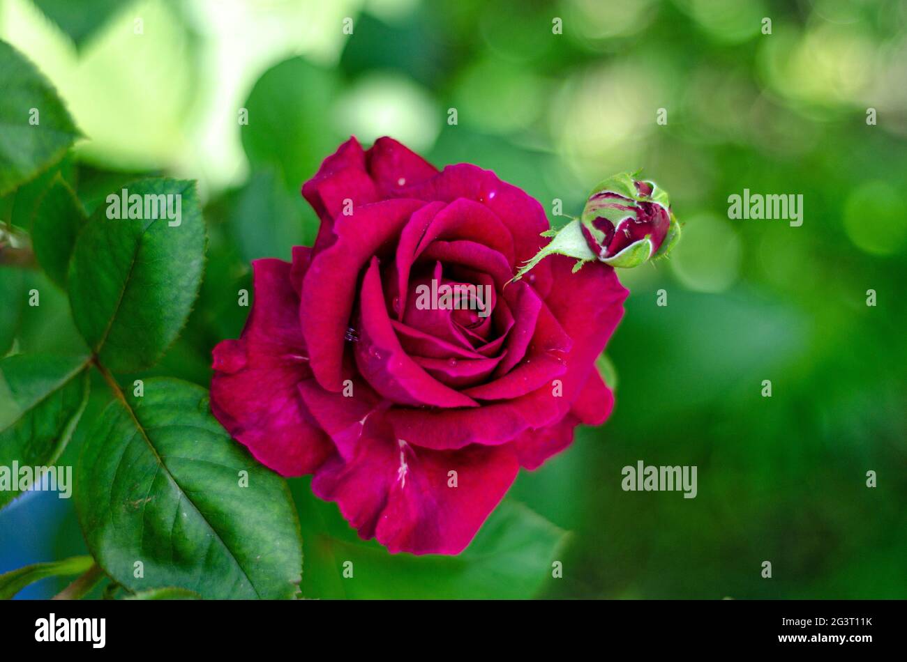 fresh pink rose flowers free space Stock Photo