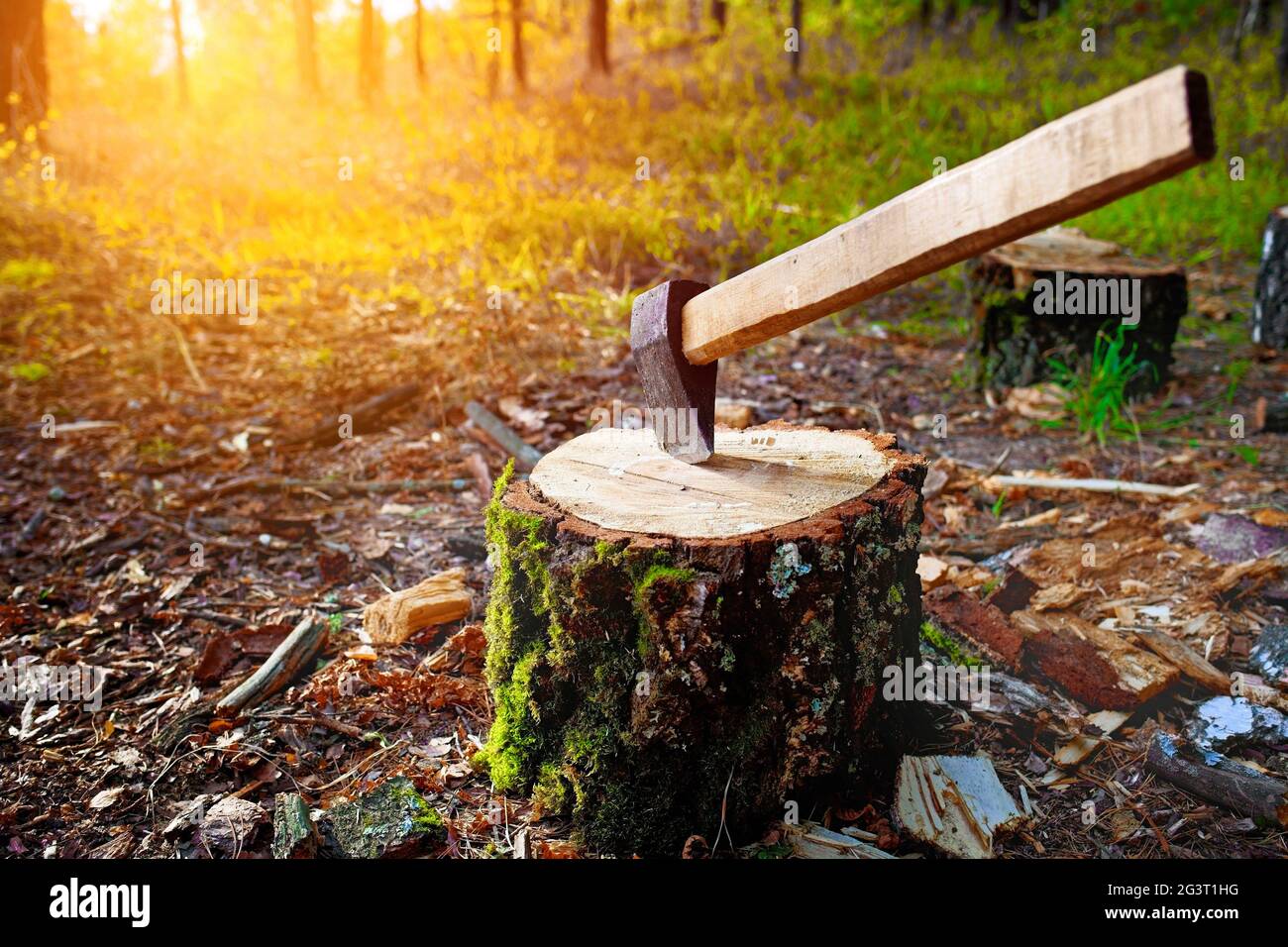 An axe with a wooden handle is stuck in a large block or log. Harvesting lumber and firewood in the Stock Photo