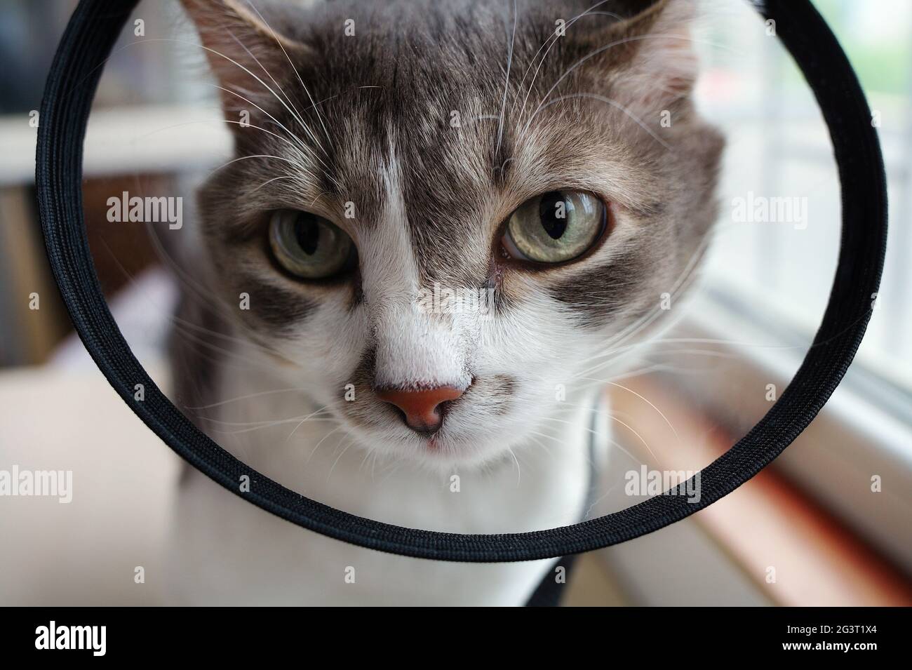 Pet cat in a veterinary collar close-up Stock Photo