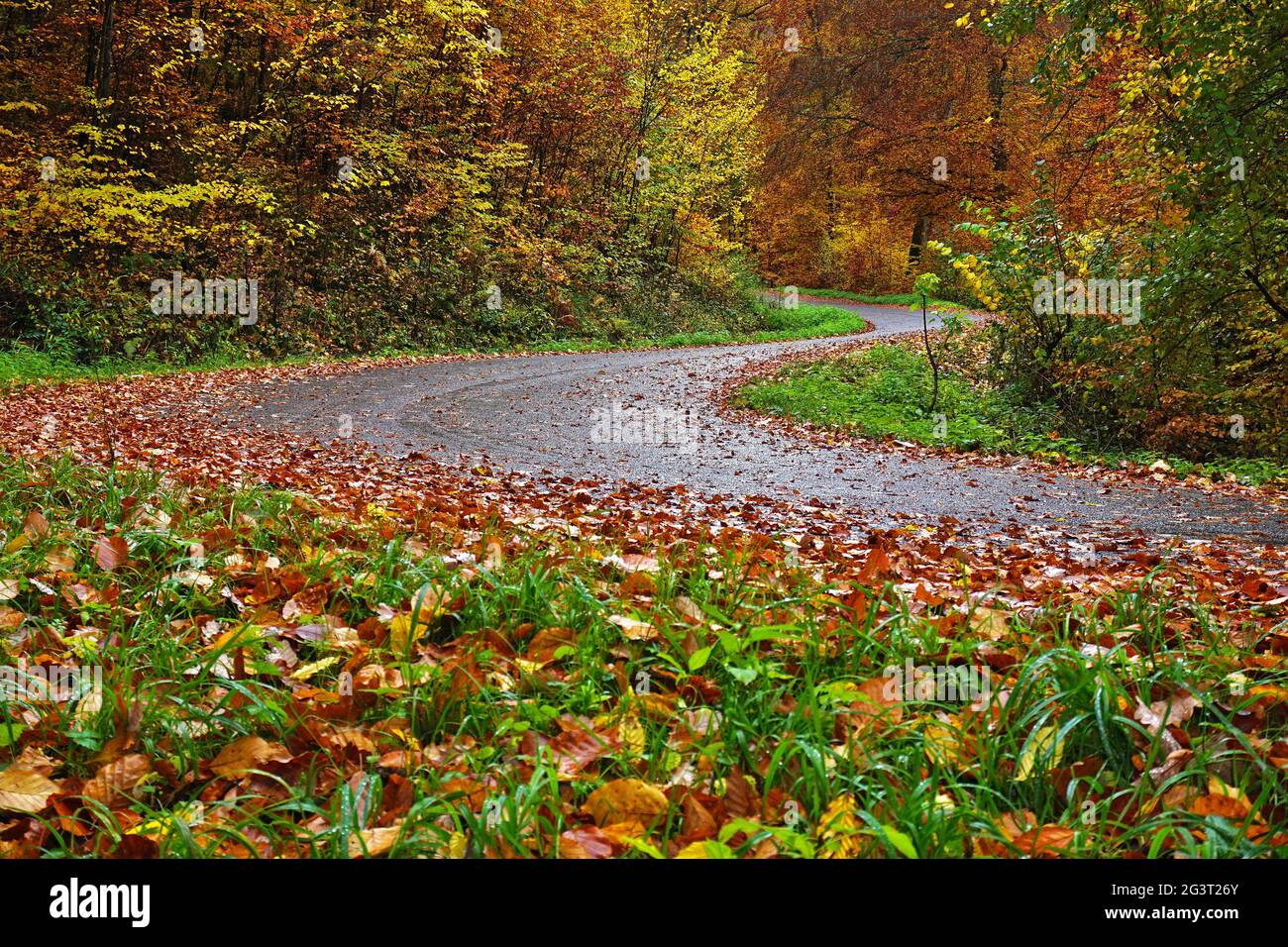 Risk of accident; danger of slipping on wet roads covered with autumn leaves Stock Photo