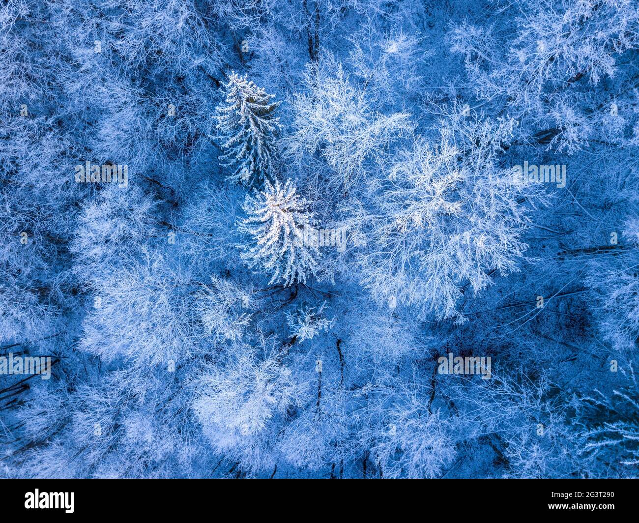 Snow forest aerial view hi-res stock photography and images - Alamy