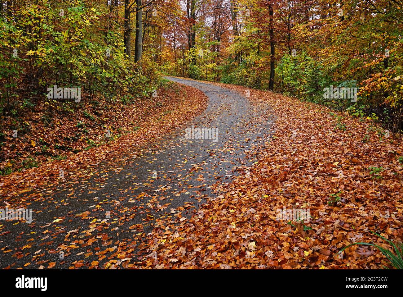 Risk of accident; danger of slipping on wet roads covered with autumn leaves Stock Photo