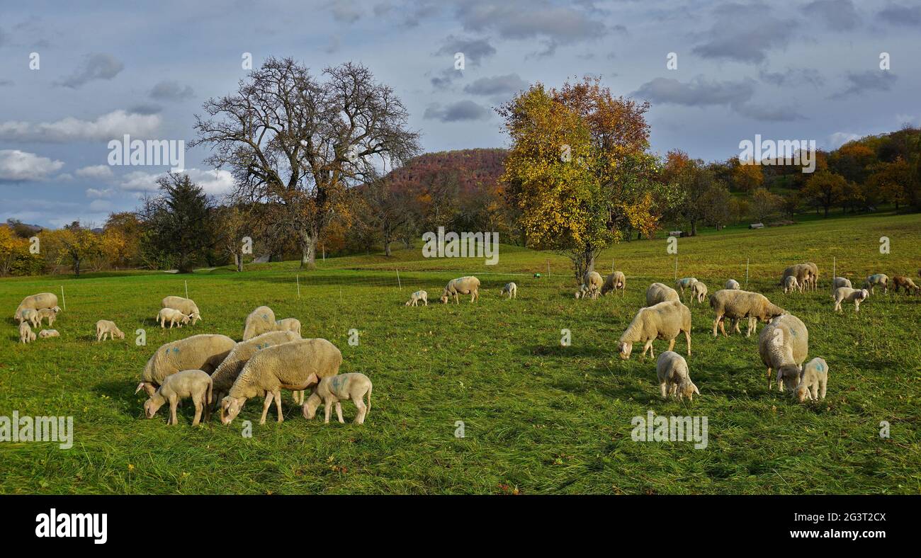 Flock of sheep with lambs in the autumn pasture Stock Photo - Alamy