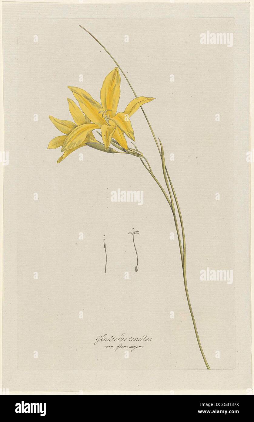 Zwaardlelie (Gladiolus carinatus Aiton); Gladiolus tenellus var. flore majore. . Stock Photo