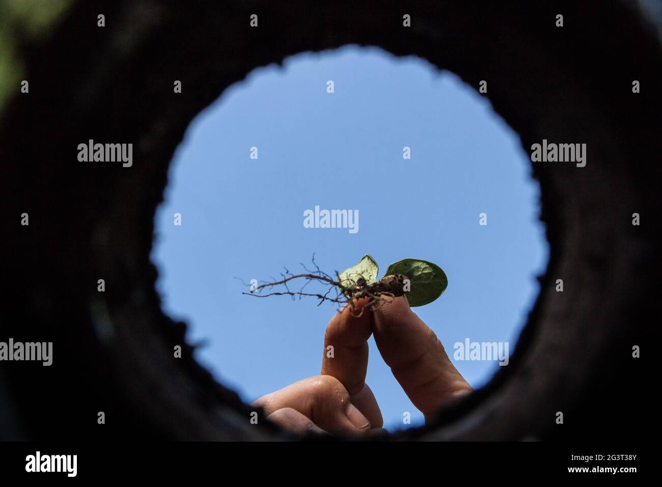 The hardworking hand that cultivates the garden seen from the inside of the earth Stock Photo