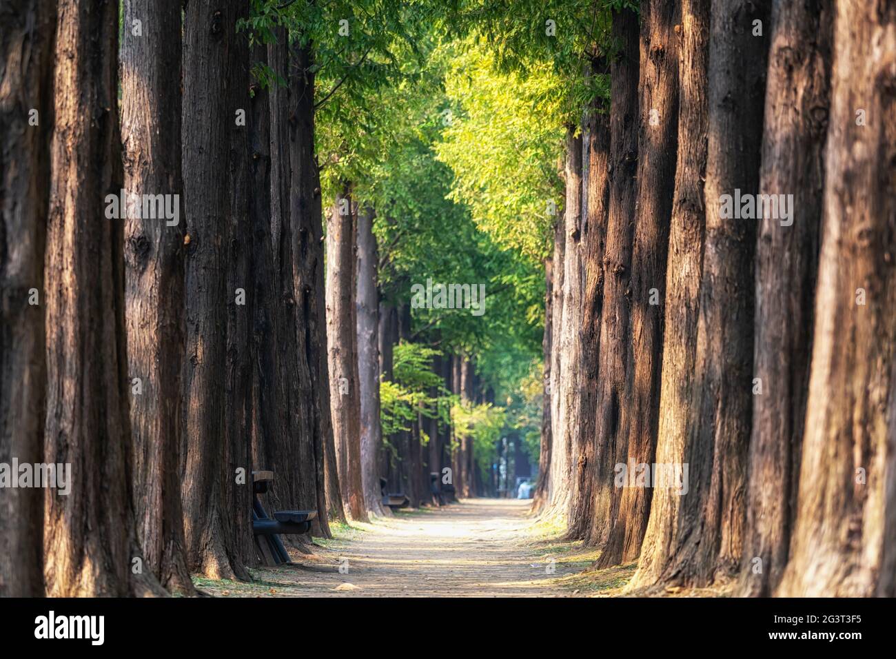 metasequoia road
