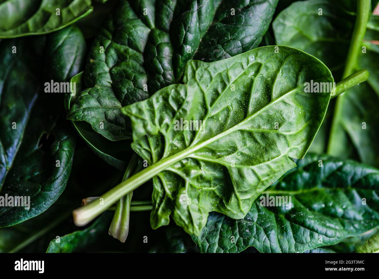 Leaves of fresh baby spinach Stock Photo - Alamy