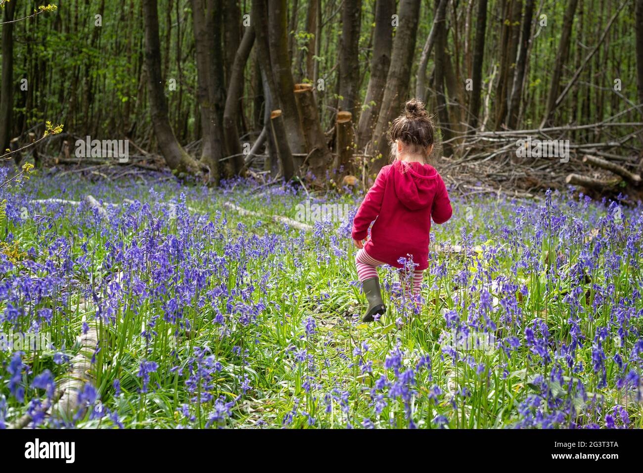 Young toddler walks through a lush bluebell woodland during springtime Stock Photo