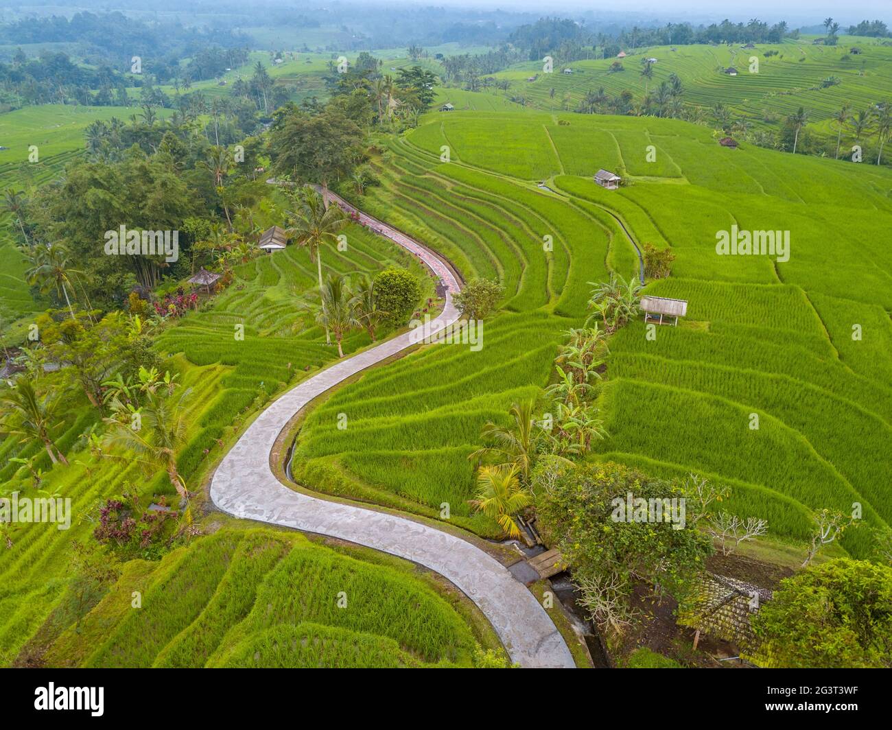 Rice Fields and Winding Path. Aerial View Stock Photo