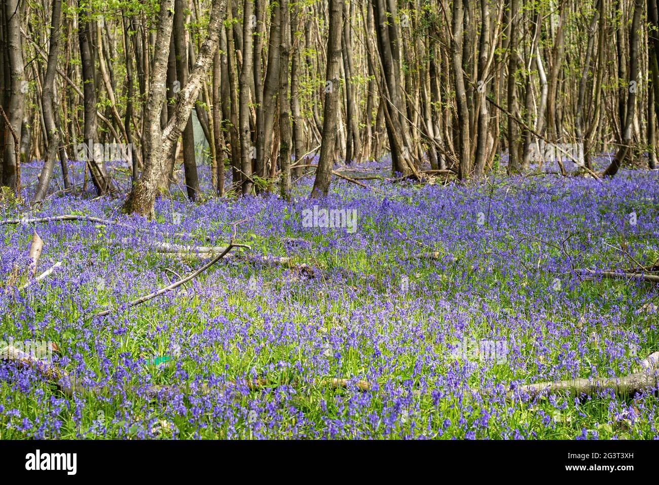 Bluebell