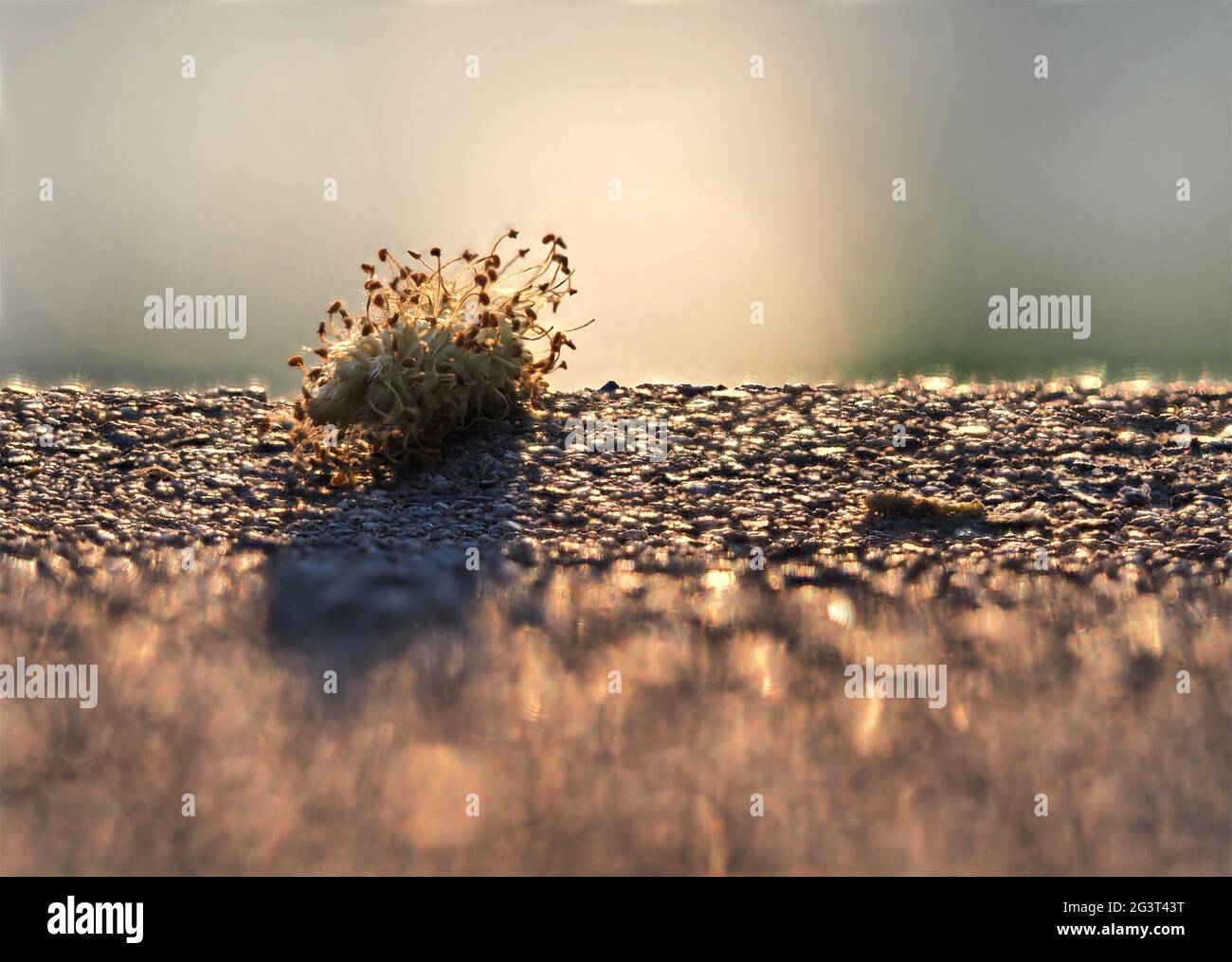 Creative macro photography with focus stacking at sunset in jena Stock Photo