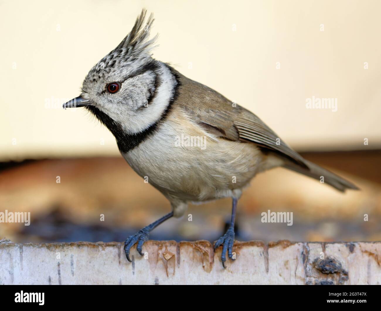 Crested Tit in Bird House Stock Photo