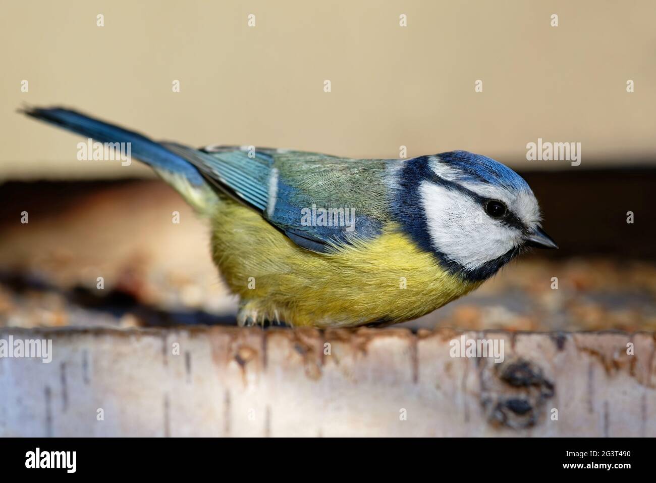 Blue Tit in Bird House Stock Photo