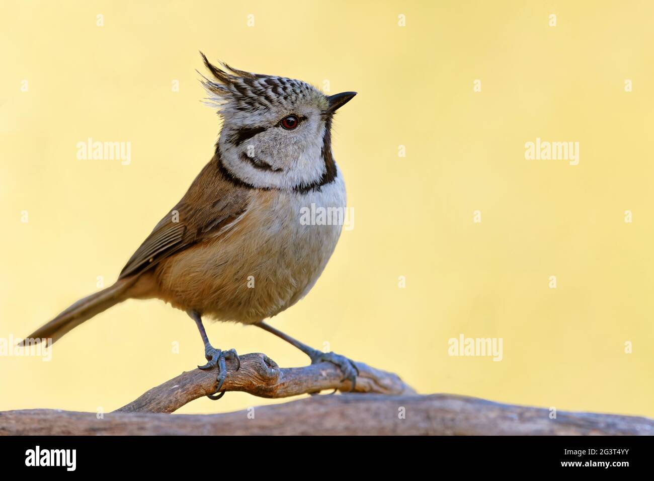 Crested Tit in the Evening Stock Photo