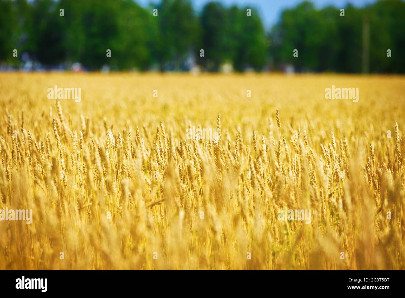 Yellow field with wheat ears on a Sunny summer day. Agricultural land of a farmer. Stock Photo