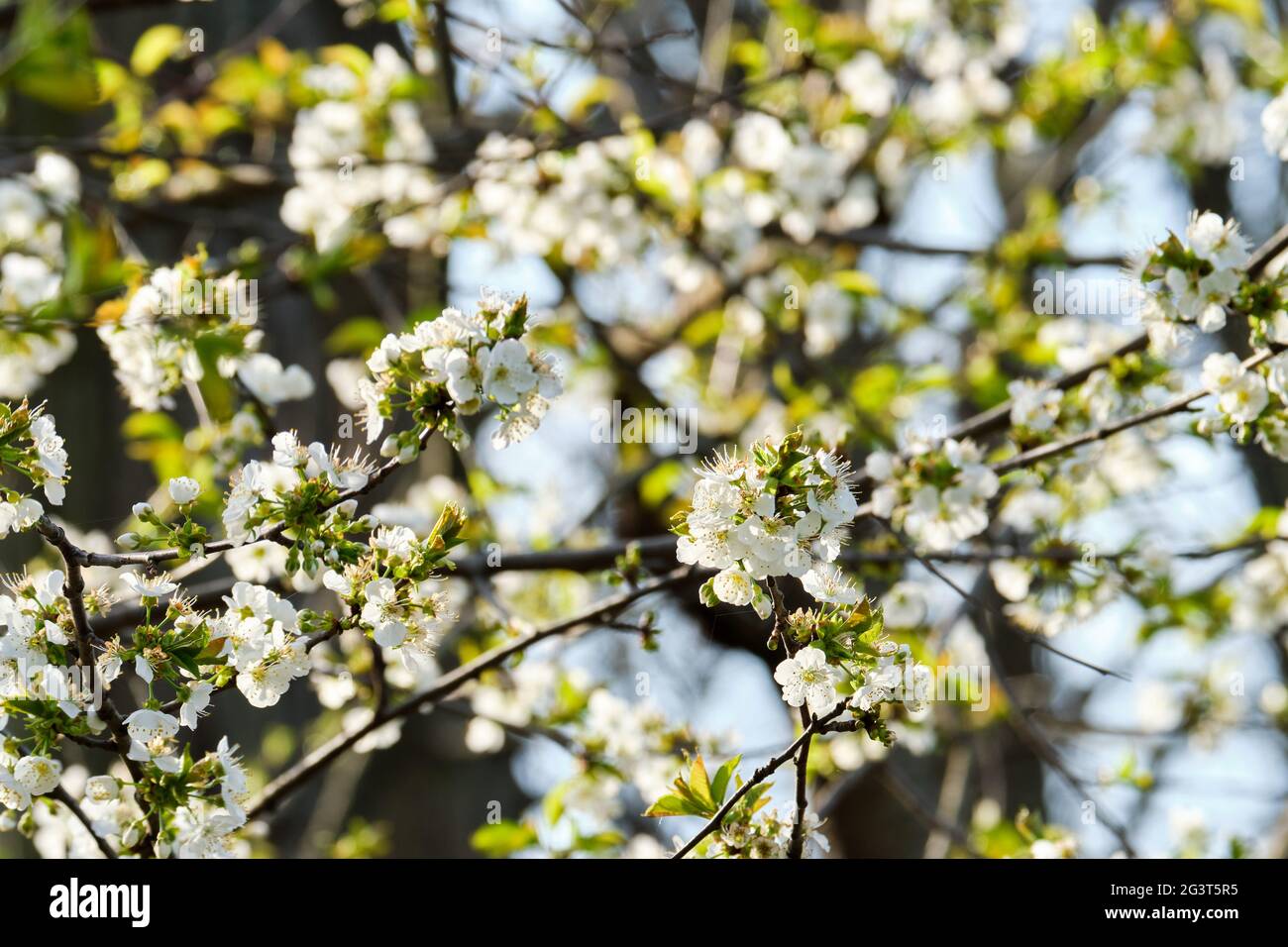 North star cherry tree blossoms in spring Stock Photo