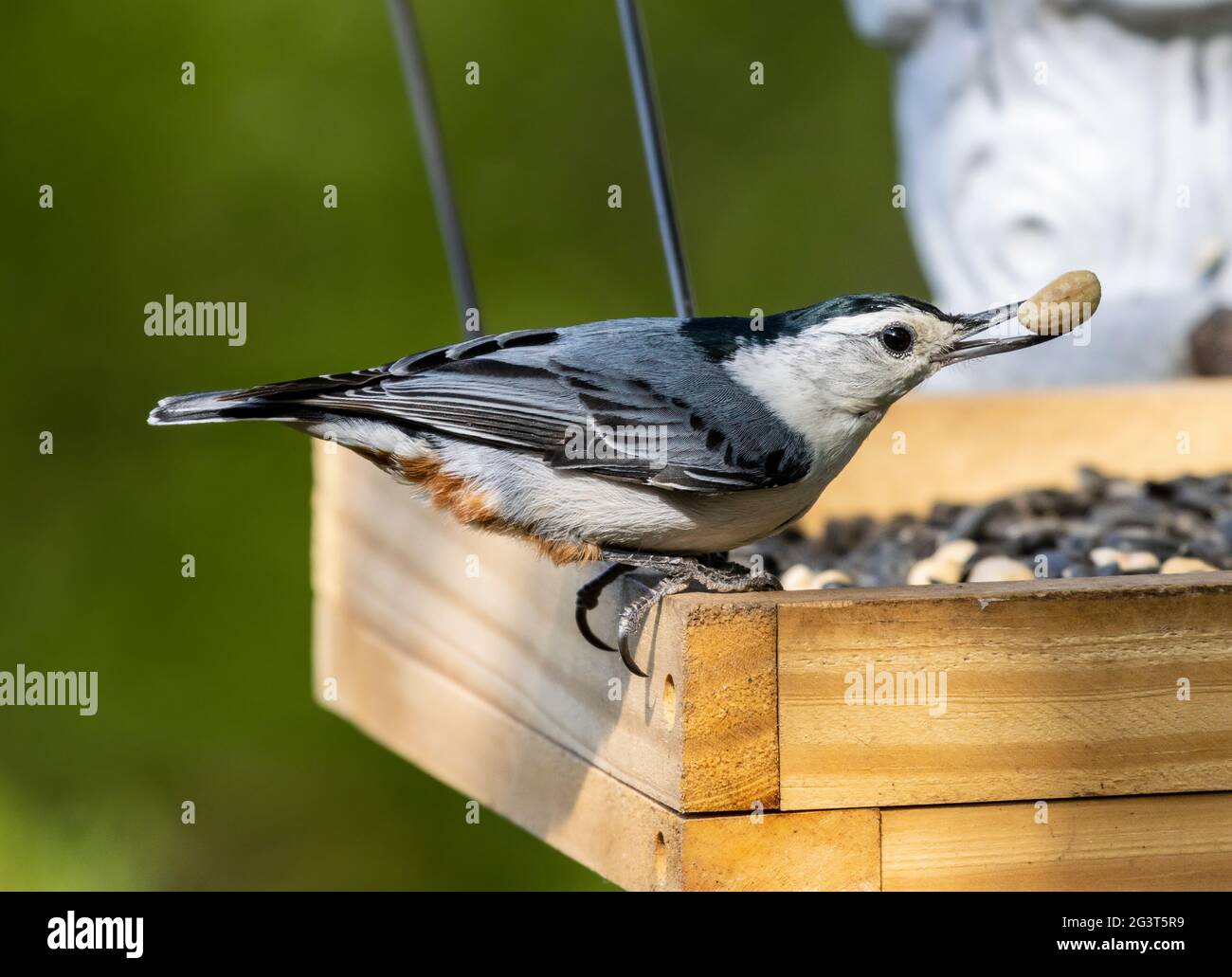 White Breasted Nuthatch With Peanut in Beak Perched On Feeder Sitta carolinensis Stock Photo