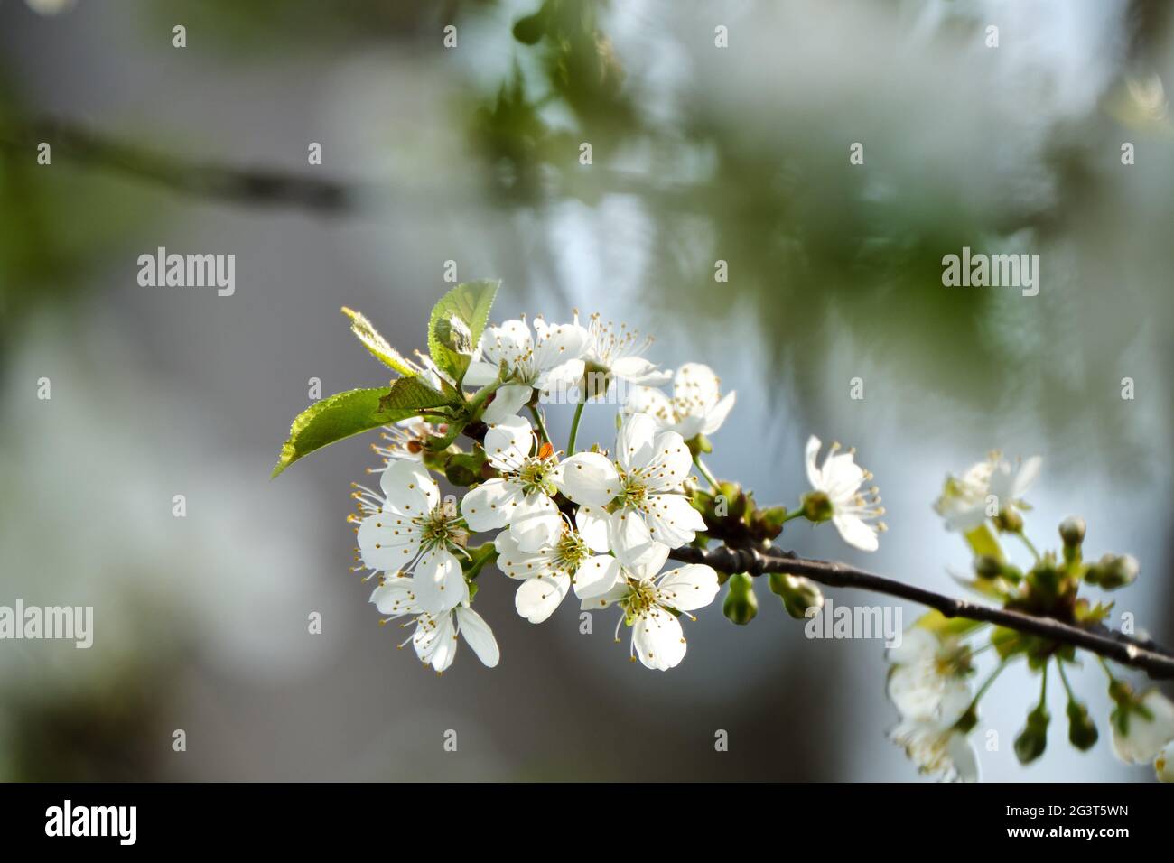 North star cherry tree blossoms in Spring with blurry background Stock Photo