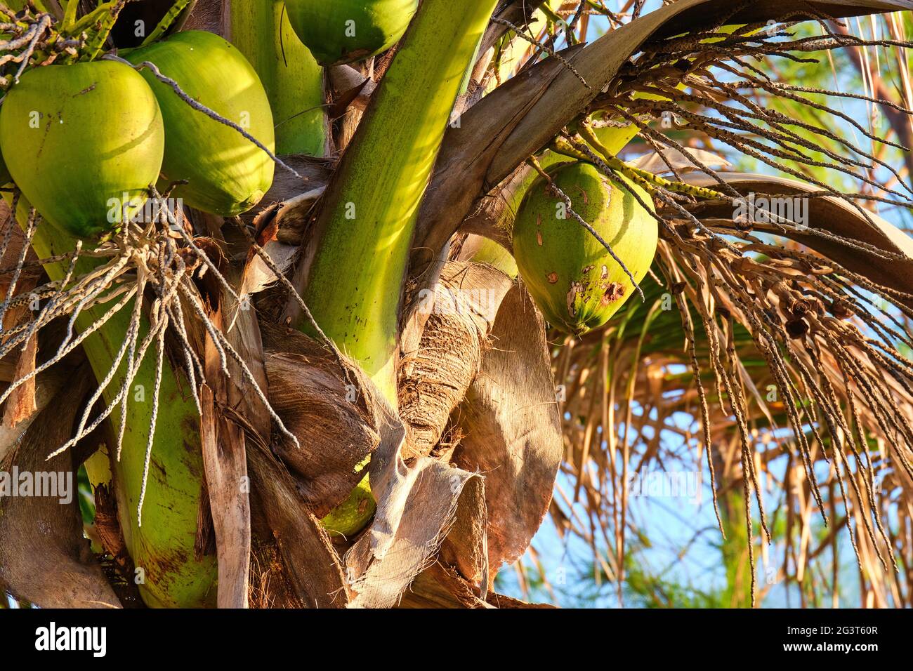 Maypan coconut palm tree (Cocos nucifera) in early Florida sunlight in Pompano Beach Stock Photo