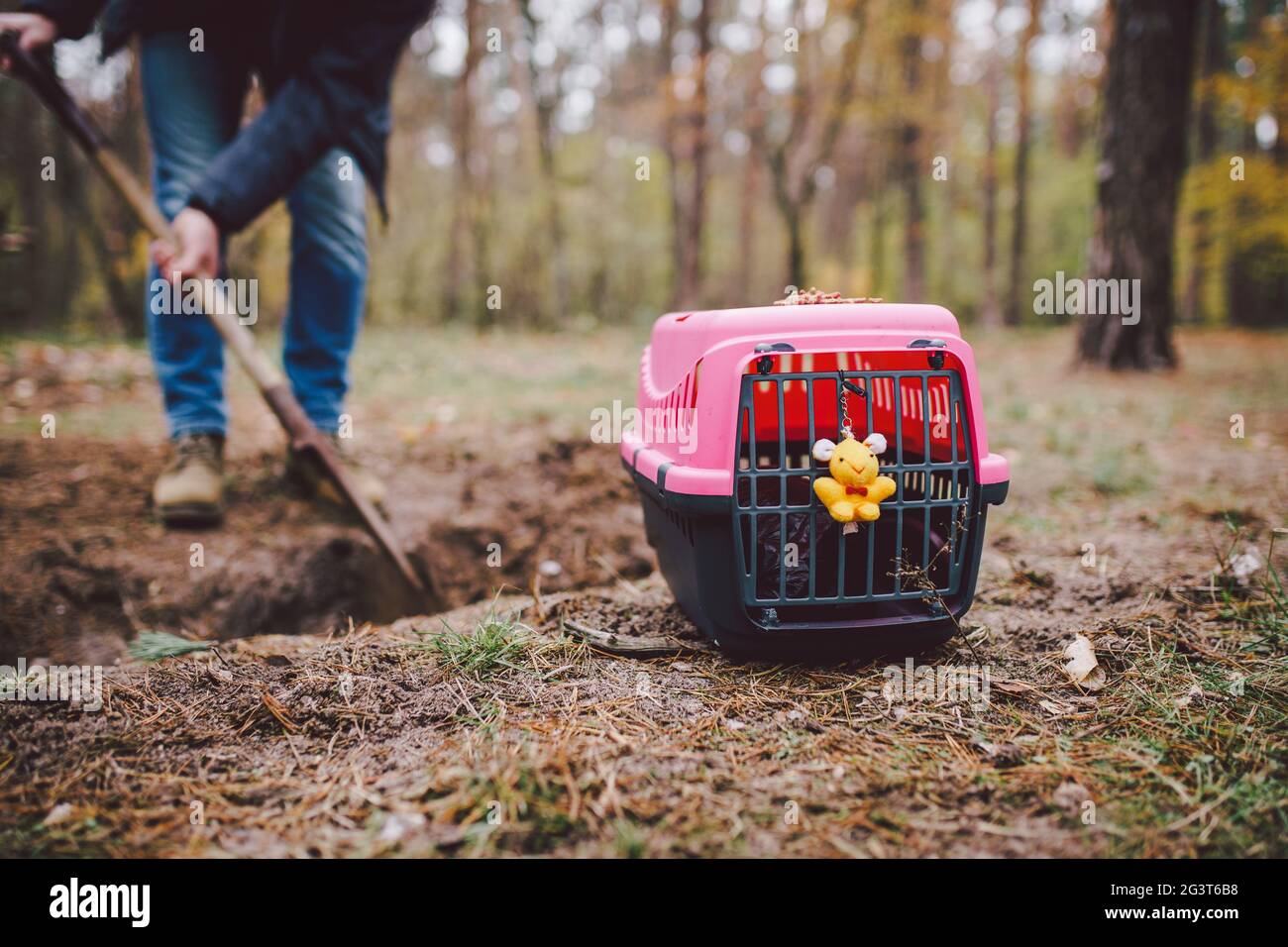 Man Digging A Grave In Pet Cemetery Gravedigger Digs Pet Burial Hole In Wooded Area Carrying Box For Animals With Toy On Backg Stock Photo Alamy