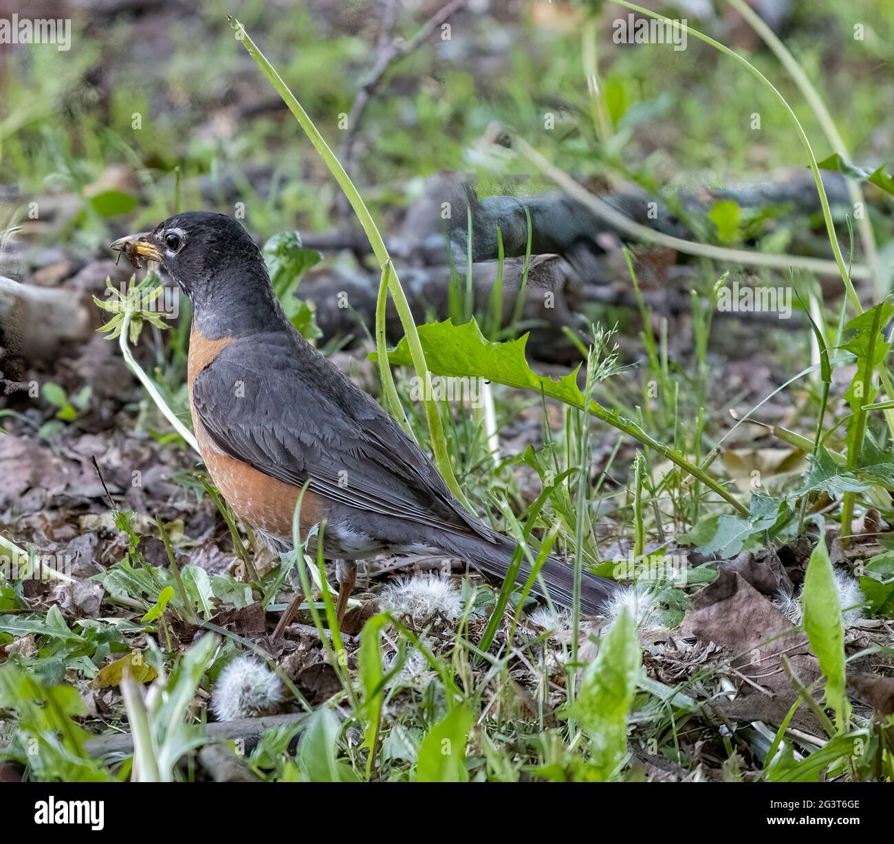 Red Breasted American Robin ( Turdus migratorius) On Ground With Worm In Beak Stock Photo