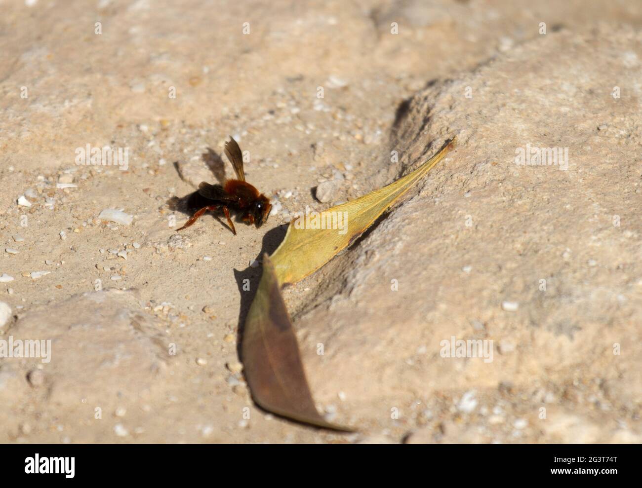 Park National de Souss Massa, leaf Cutter Bees, Morocco Stock Photo