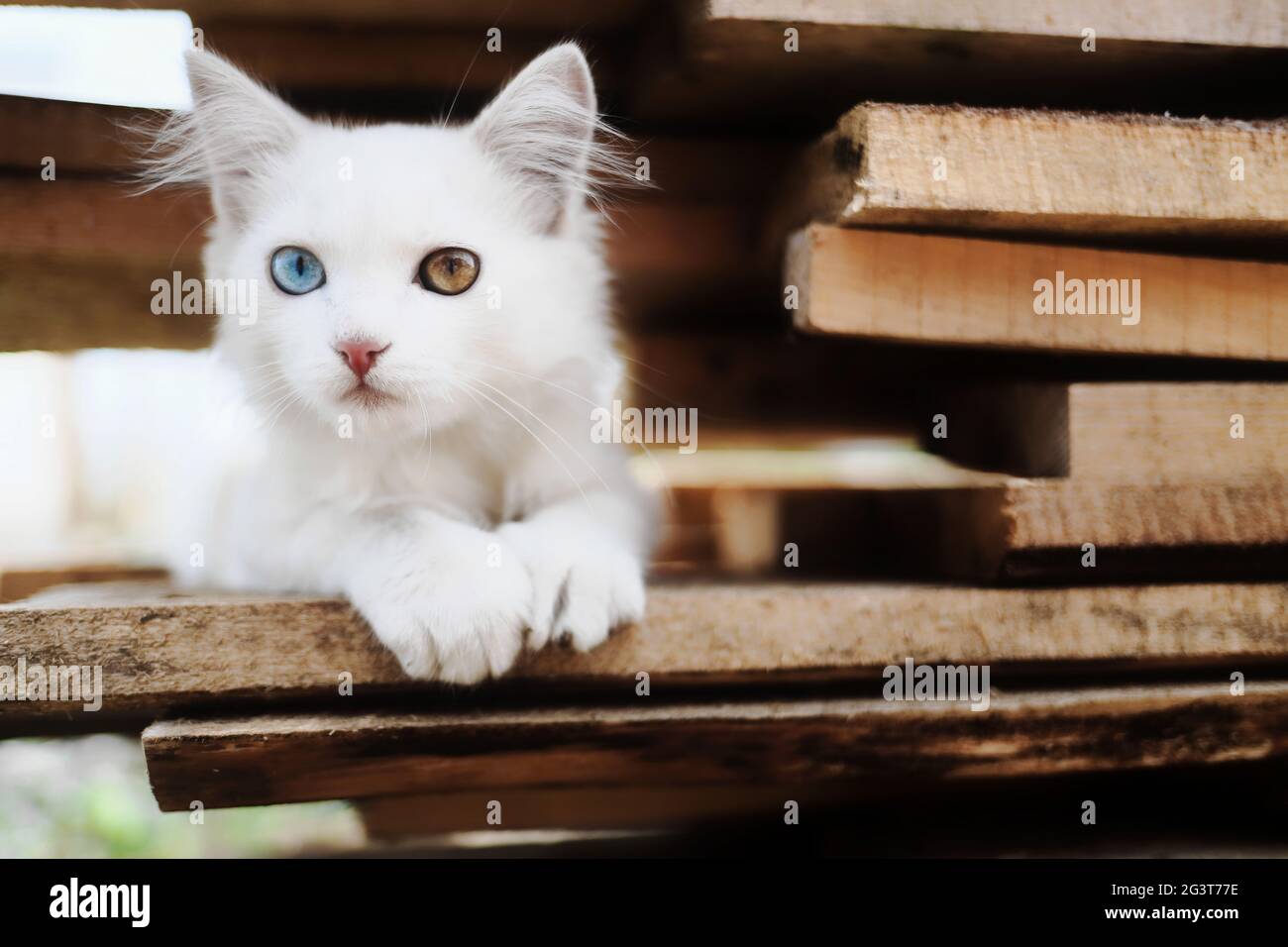 A charming white kitten with heterochromia is sitting on the boards. Stock Photo