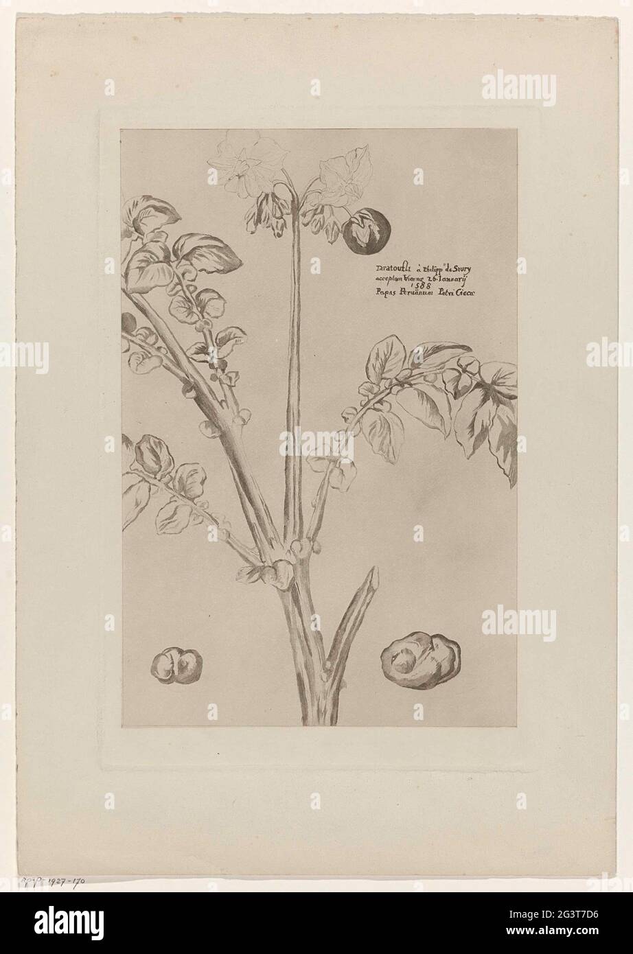 Plant Reproduction Drawing High Resolution Stock Photography And Images Alamy
