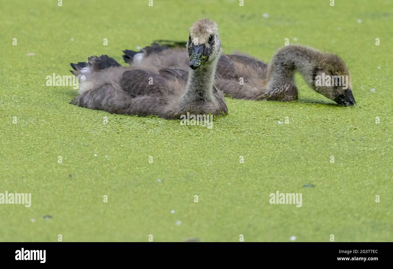 Canada Geese Branta canadensis Goslings in Water Swimming on Algae Stock Photo