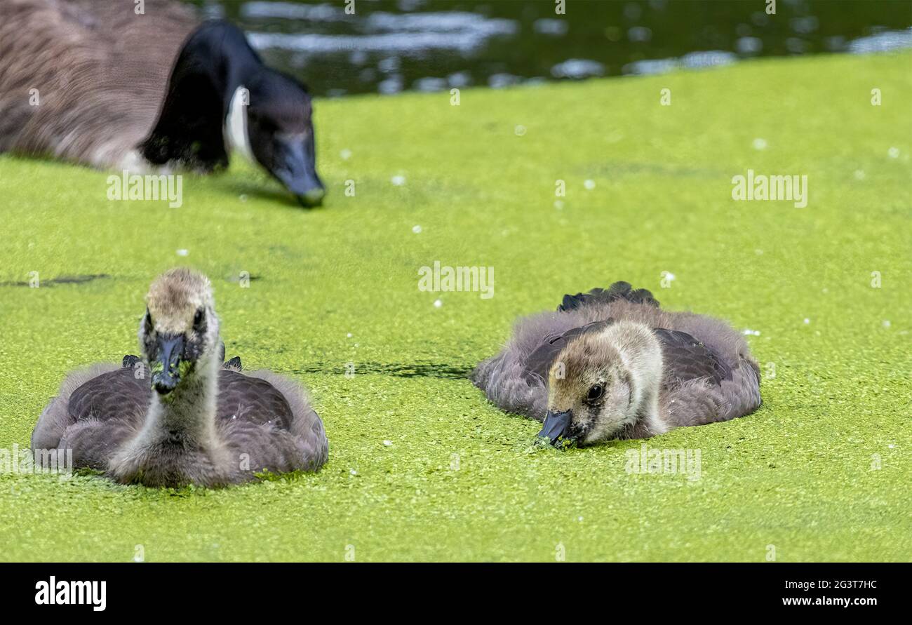 Canada Geese Goslings in Water Swimming on Algae Branta Canadensis Stock Photo