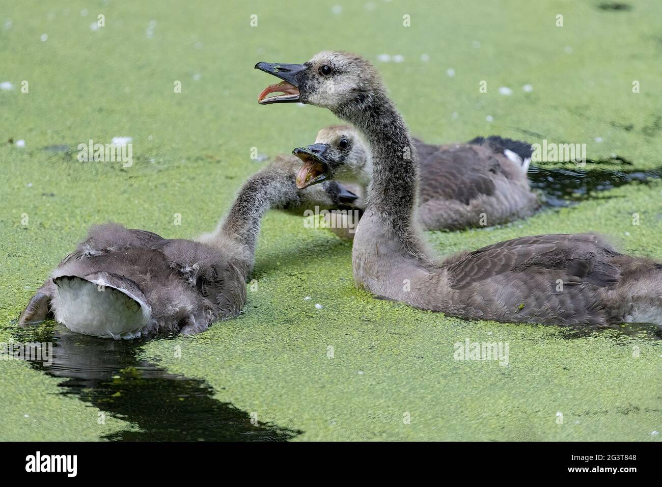 Canada Geese Goslings in Water Swimming on Algae Fighting Branta Canadensis Stock Photo