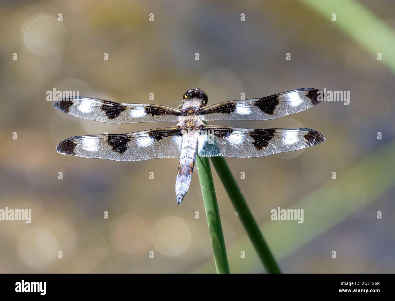 Male Twelve Spotted Skimmer Dragonfly  Libellula pulchella Stock Photo