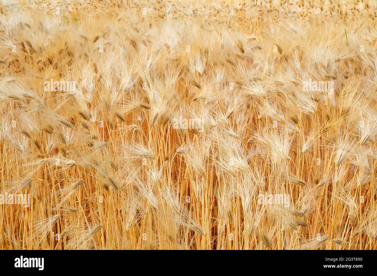 Barley grain yellow gold fall autumn plants vegetation seeds nature Stock Photo