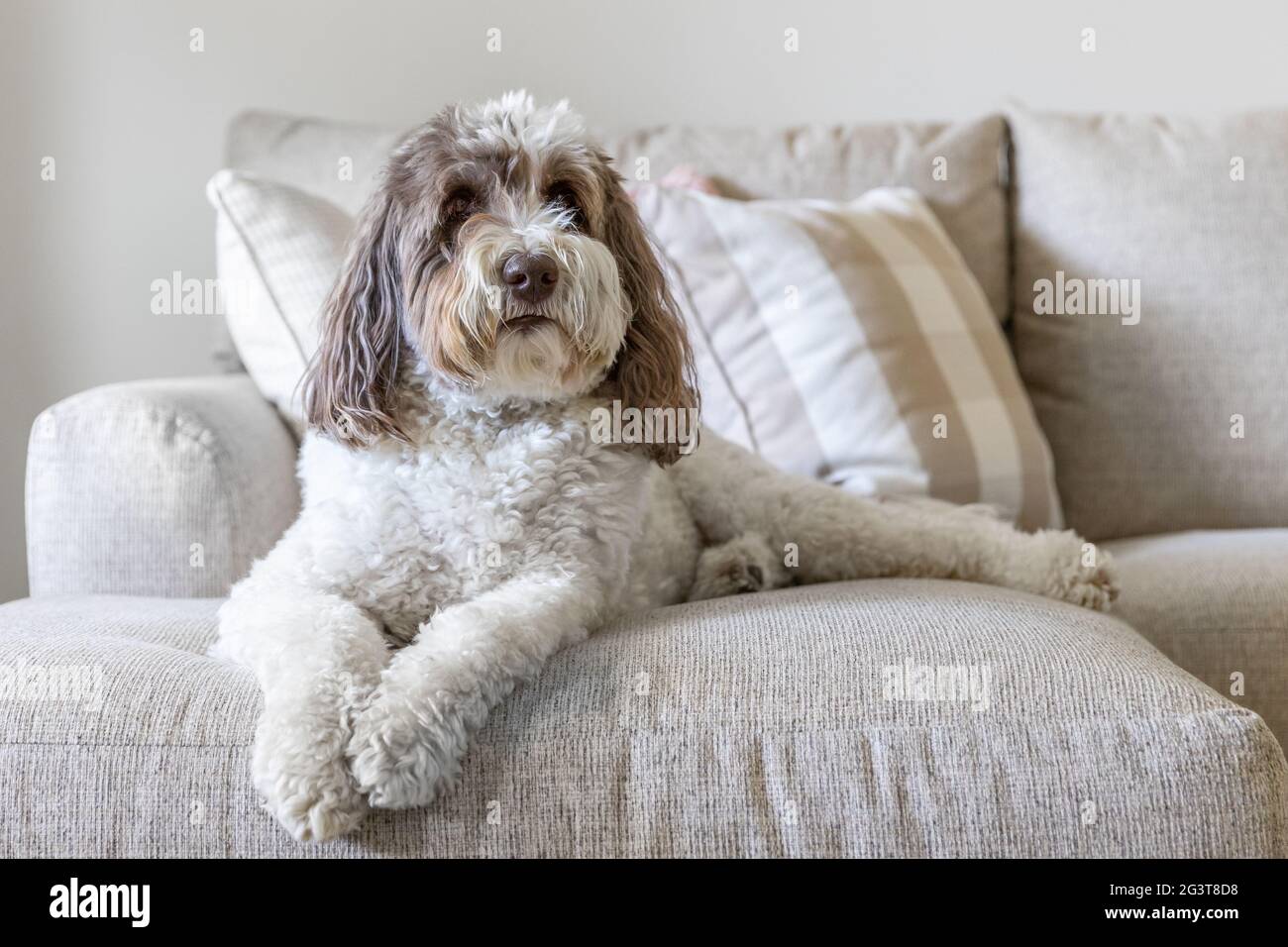 Huge labradoodle sales