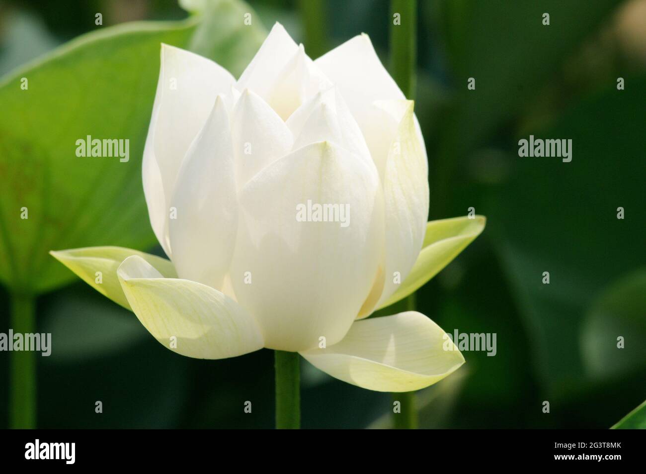White lotus bud water lily Nymphaea nelumbo blossom flower bloom Stock Photo