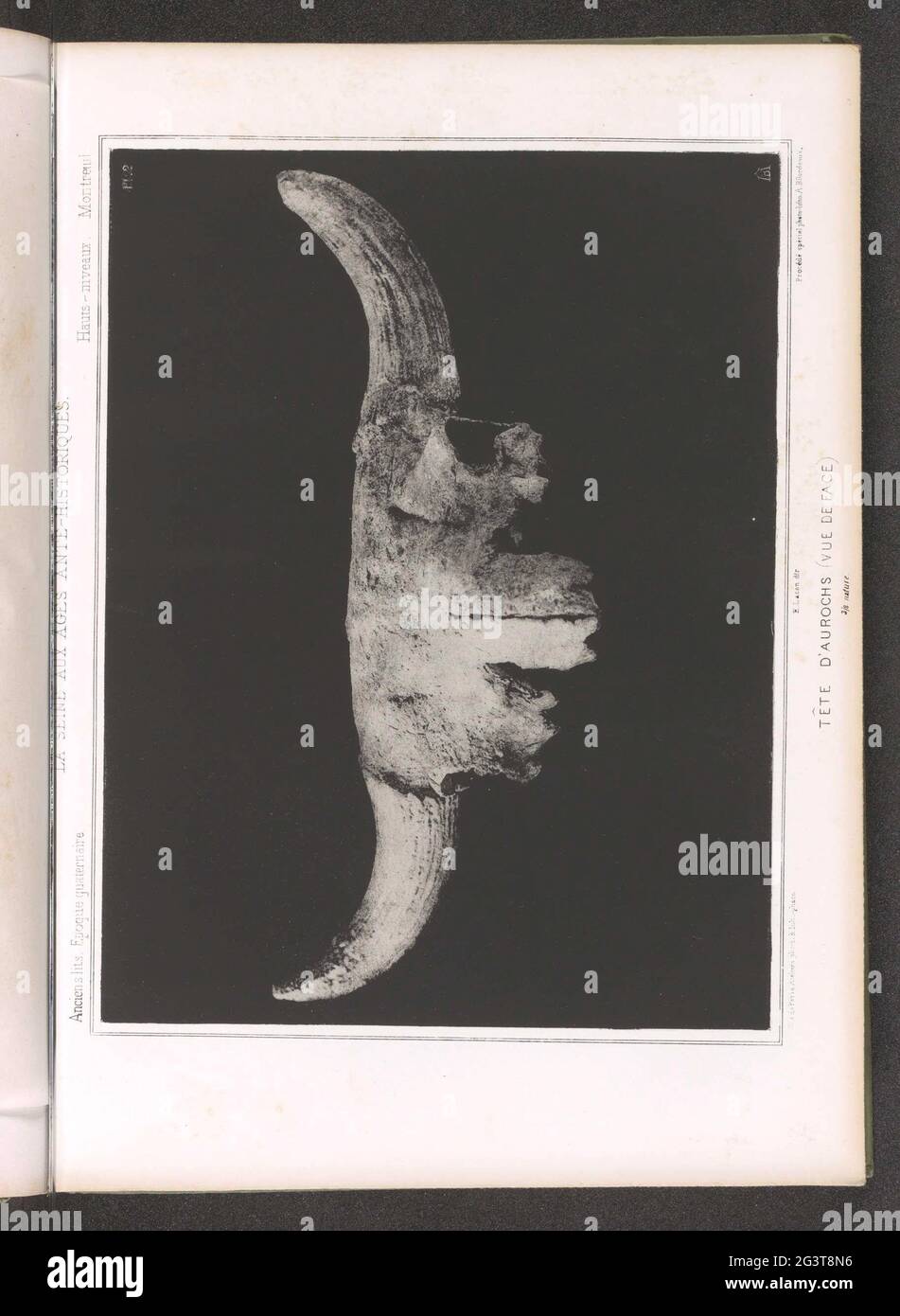 The aurochs skeleton hi-res stock photography and images - Alamy, image size:951x1390