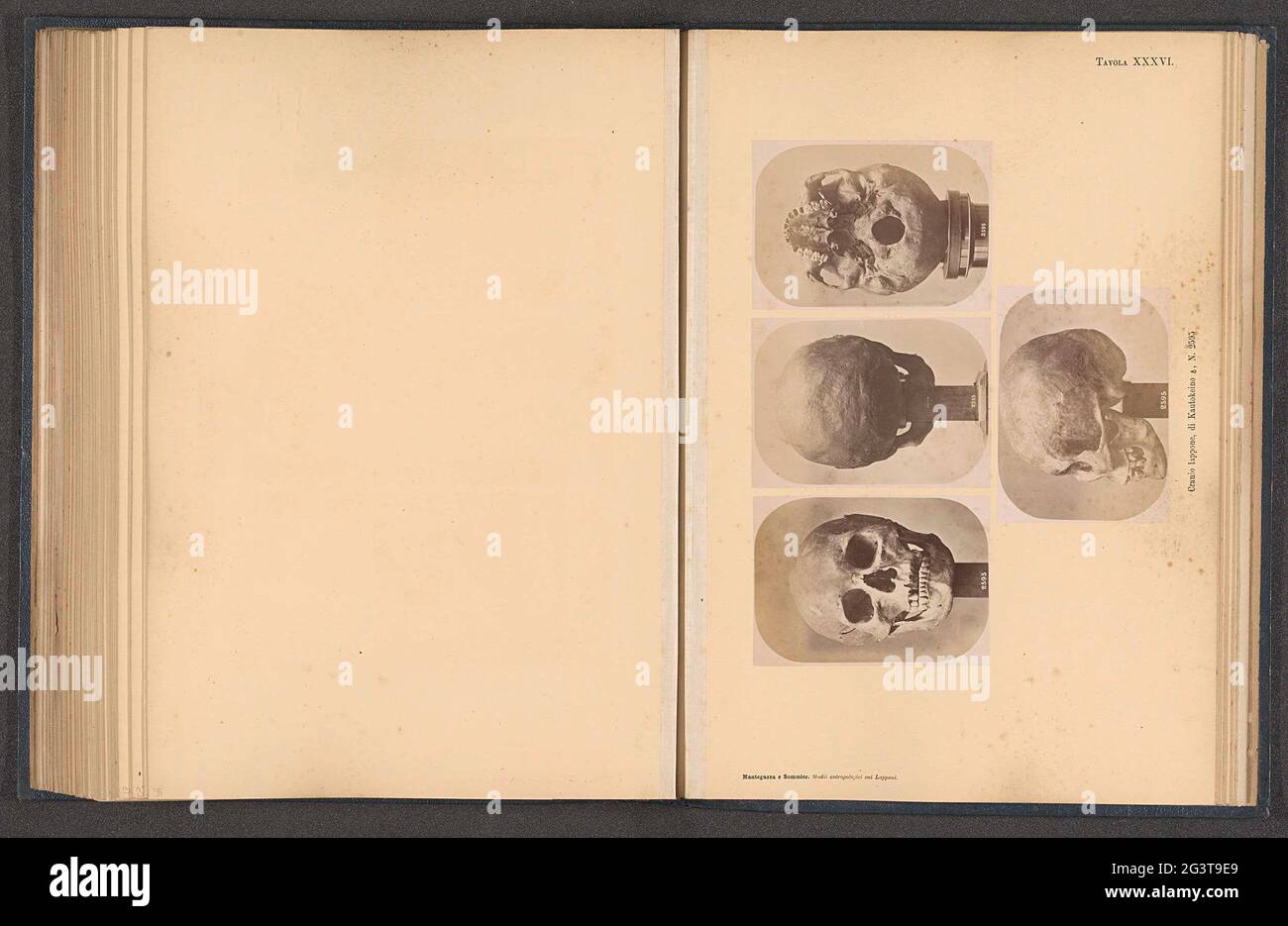 Four images of a samic men's skull; Cranio Lappone, di Kautokeino ♂, N. 2595. At the top left a front view, in the mid-top a rear view, at the top right of a view of the bottom, under a side view. Stock Photo