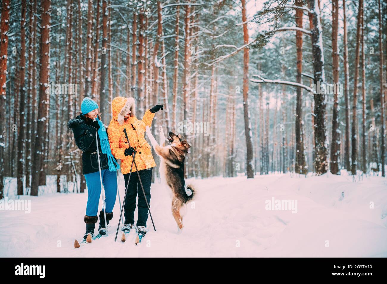 Two Active Young And Adult Caucasian Women Have Fun Are Skiing And Playing With Dog In Winter Snowy Forest. Active Healthy Lifestyle On Winter Nature Stock Photo