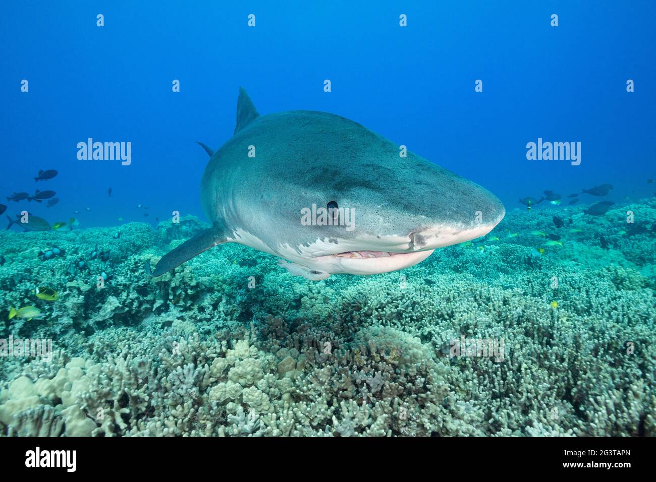 tiger shark, Galeocerdo cuvier, with jaw damaged from being hooked
