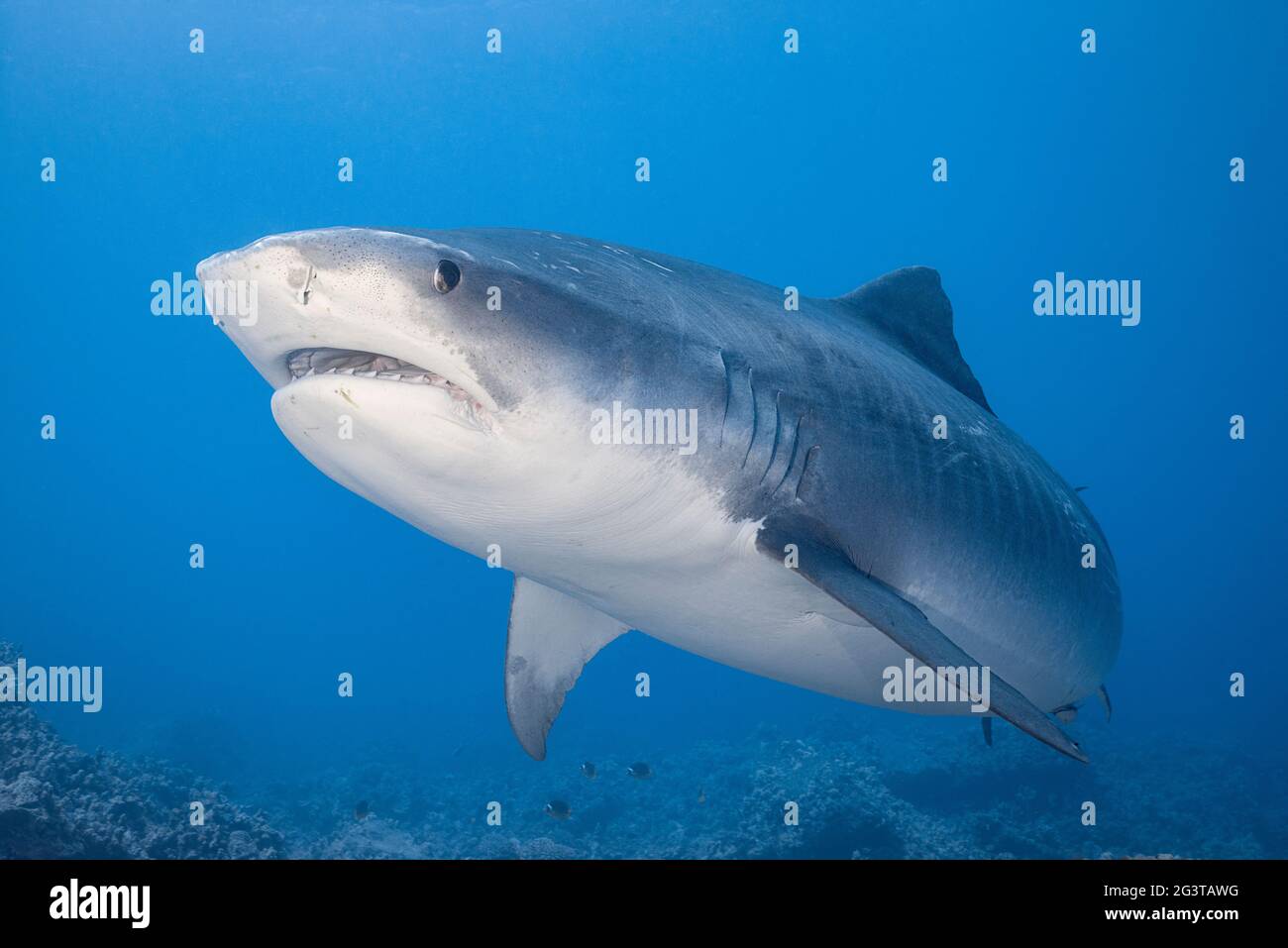 tiger shark, Galeocerdo cuvier, Honokohau, Kona, Big Island, Hawaii