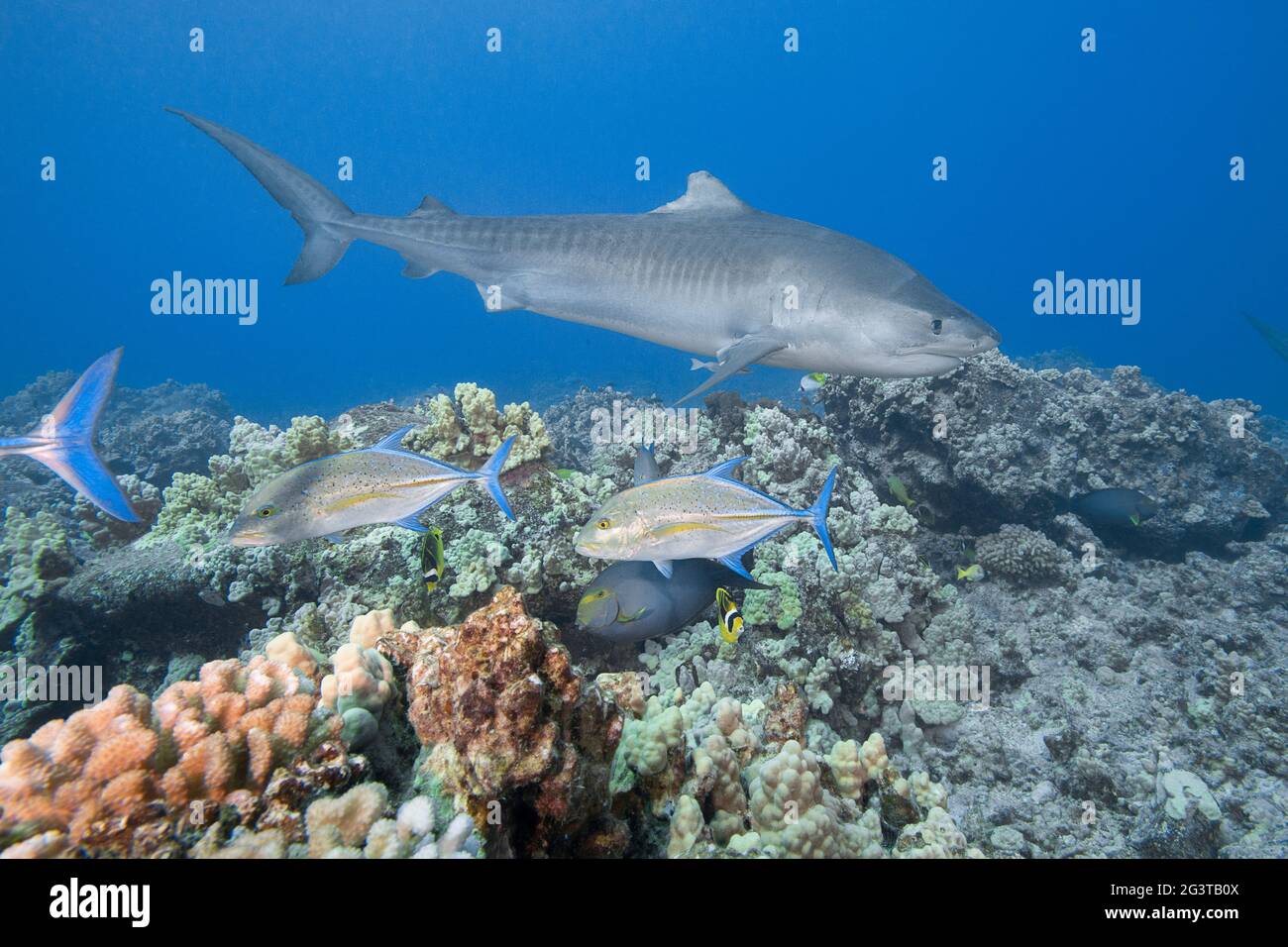 tiger shark, Galeocerdo cuvier, swims over coral reef with bluefin trevally  and other reef fish, Honokohau, Kona, Big Island, Hawaii, USA Stock Photo
