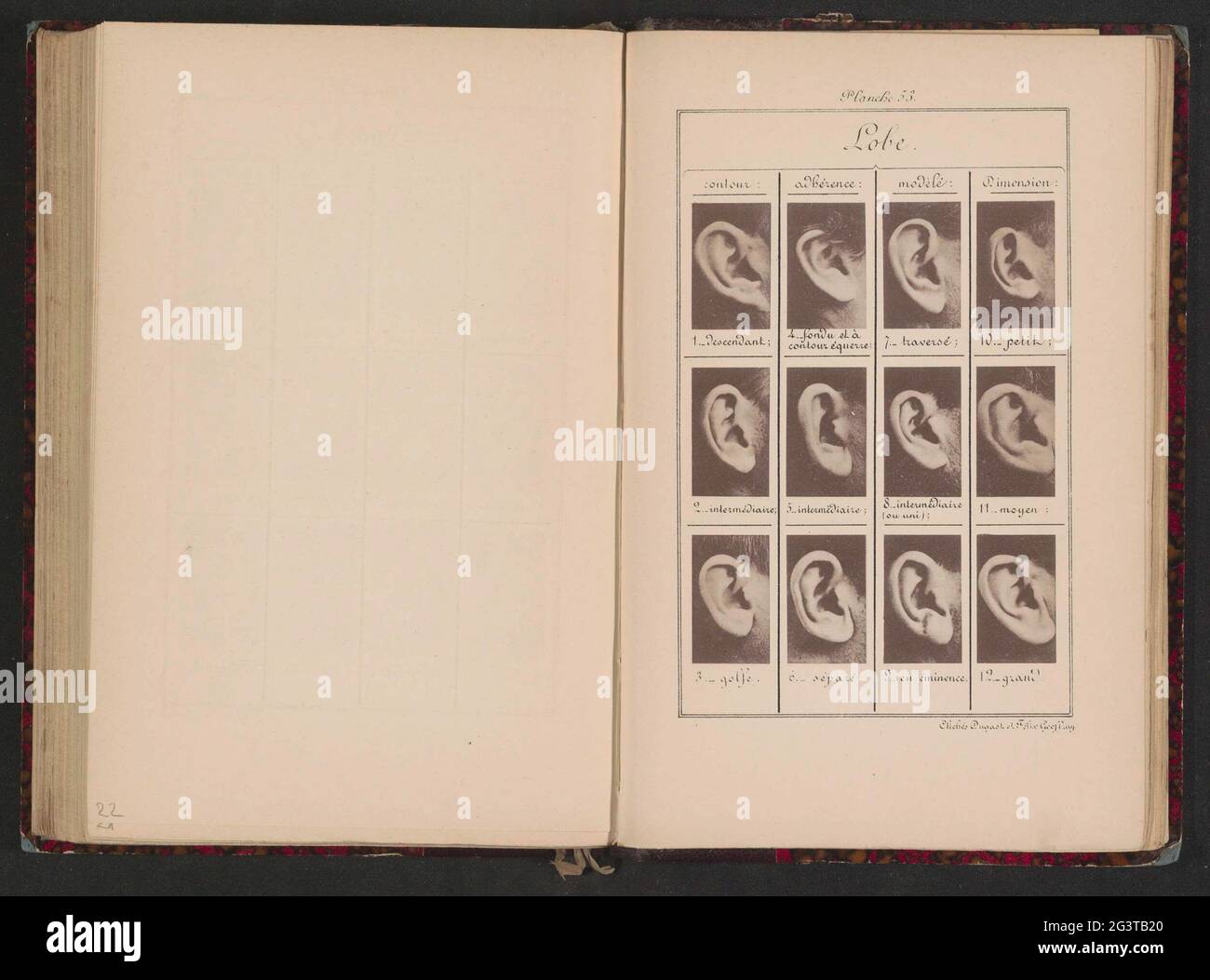 Twelve images of ears, arranged in the shape of the earlobe; Lobe Stock ...