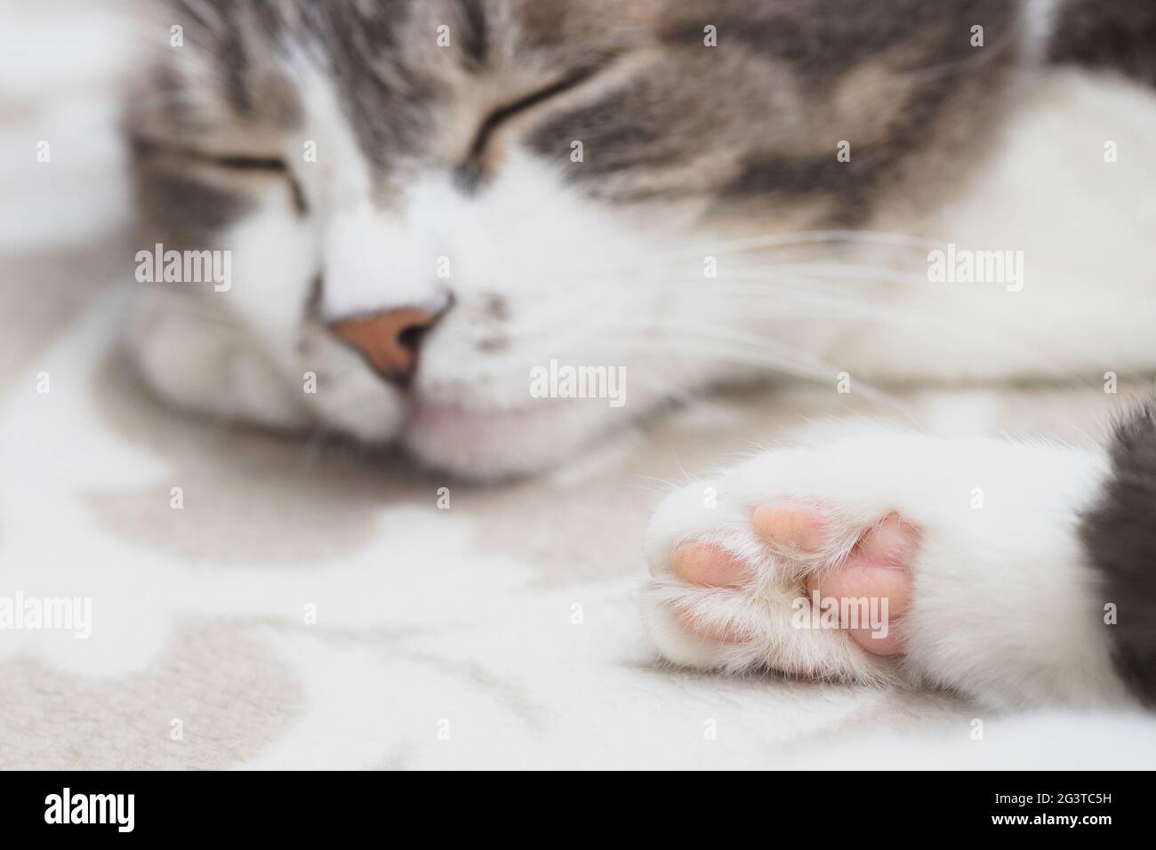 Grey well-groomed cat is sleeping sweetly on the sofa. Close-up portrait of a happy pet. Stock Photo