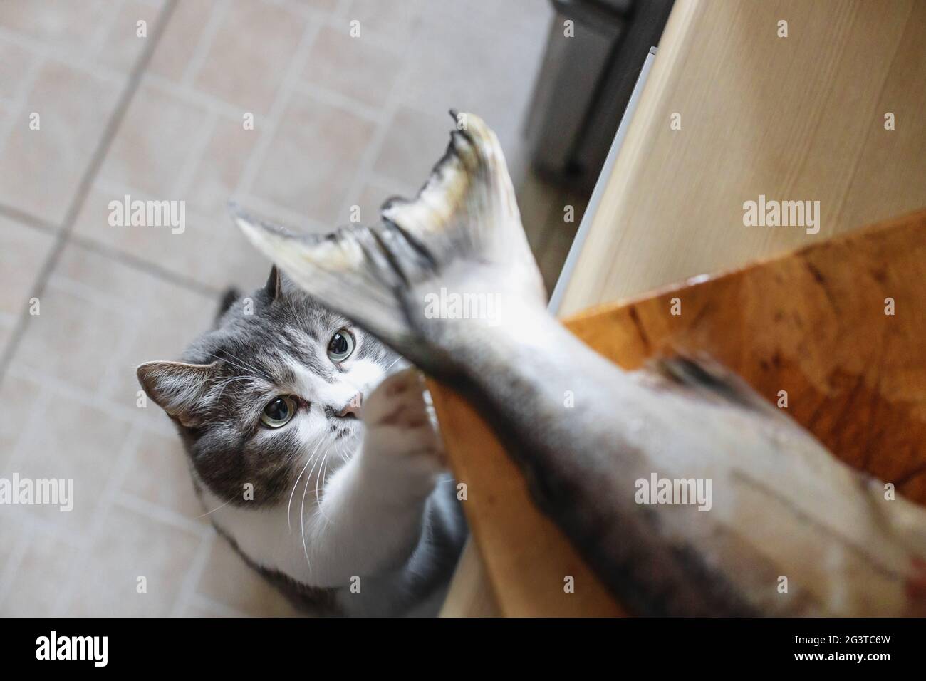 A hungry cat looks at the tail of a fish on the kitchen table. A pet steals food from the table. Stock Photo