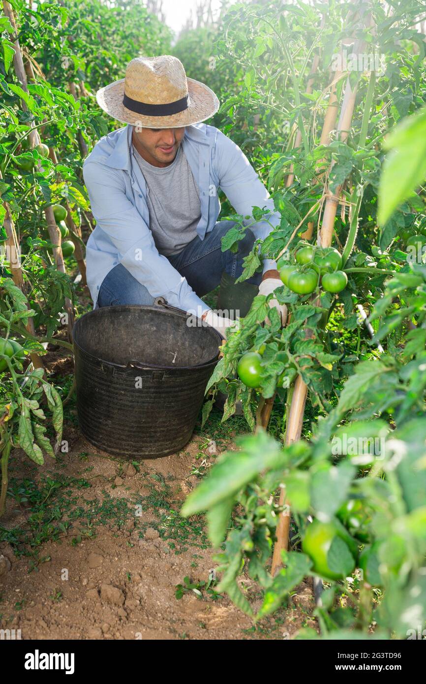 Underripe tomatoes hi-res stock photography and images - Alamy