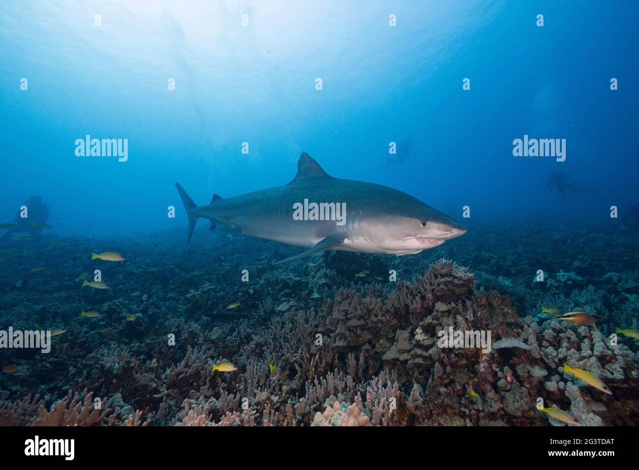 large female tiger shark, Galeocerdo cuvier, with a crooked jaw  from fishing interaction and a remora or sharksucker, Kona, Hawaii, USA Stock Photo