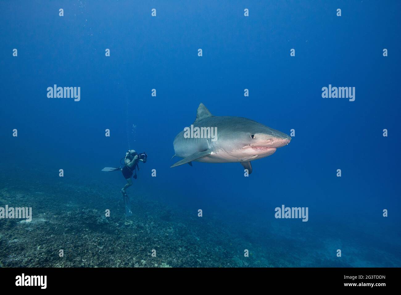 diver shoots video of a large female tiger shark, Galeocerdo cuvier, with crooked jaw from fishing interaction, and a remora, Honokohau, Kona, Hawaii Stock Photo